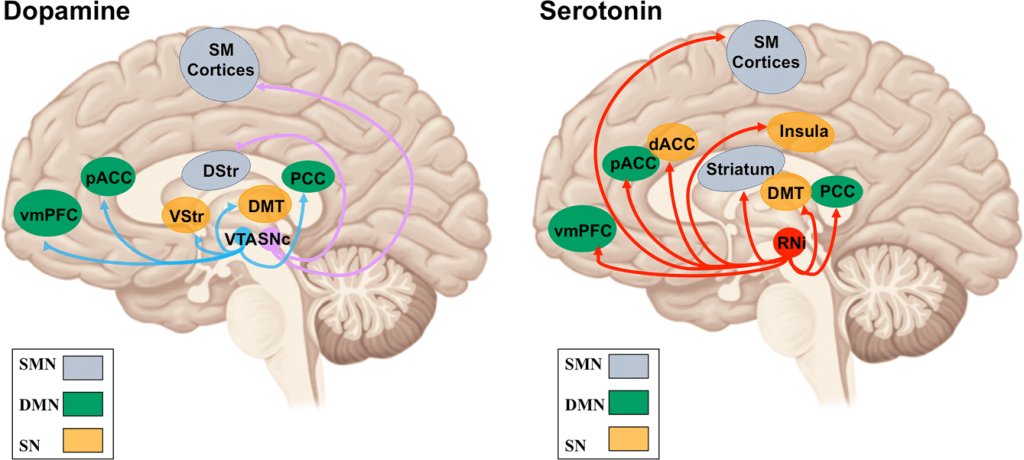 ترشح دو هرمون دوپامین و سروتونین هنگام دریافت هدیه در بدن
